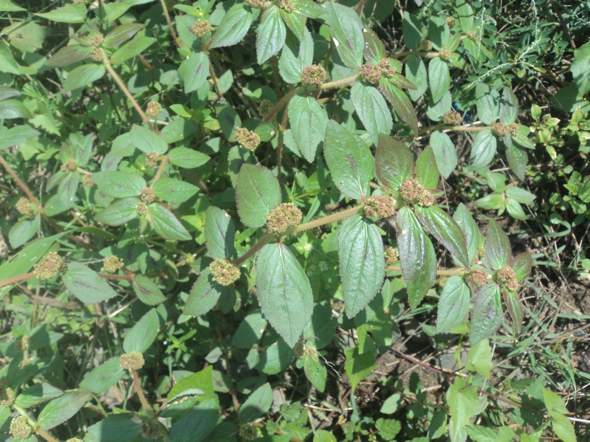 Euphorbia hirta L.